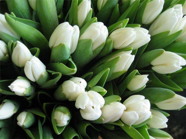 белые тюльпаны.jpg
